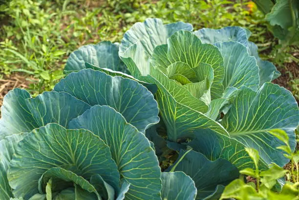 Fresh cabbage from the farm field. green cabbage plants. Non-toxic cabbage. Non-toxic vegetables. Organic farming.
