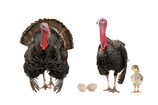 two turkeys with a small chicken isolated on white background