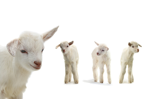 goats kid isolated on white