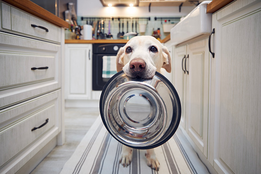 Hungry dog with sad eyes is waiting for feeding at kitchen. Cute labrador retriever is holding dog bowl in his mouth at home.