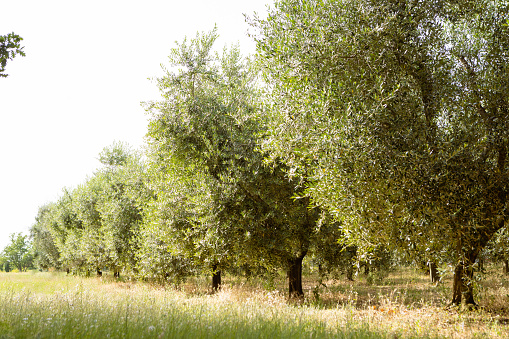 Large olive tree garden