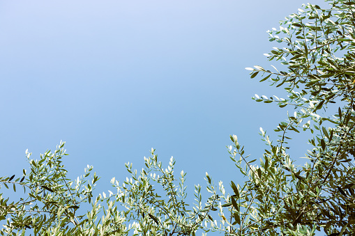 Olive branch against sun and sky. Istria, Croatia