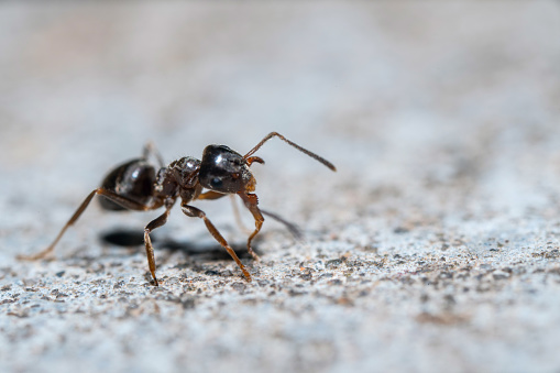 Extreme close-up shot of the ant at the concrete surface