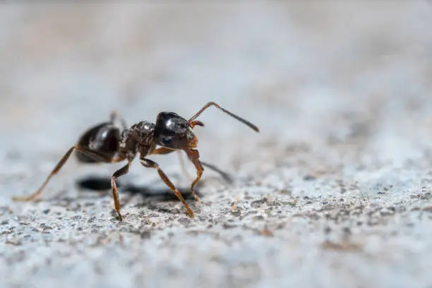 Photo of Extreme close-up shot of the ant at the concrete surface