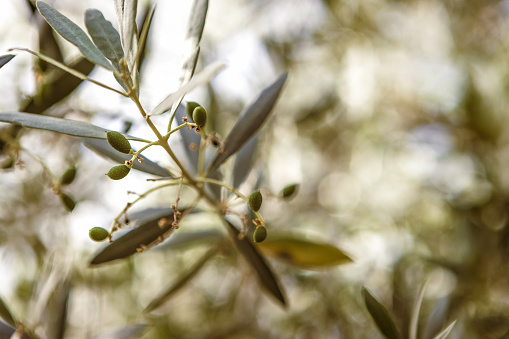 Olive fruit, close up