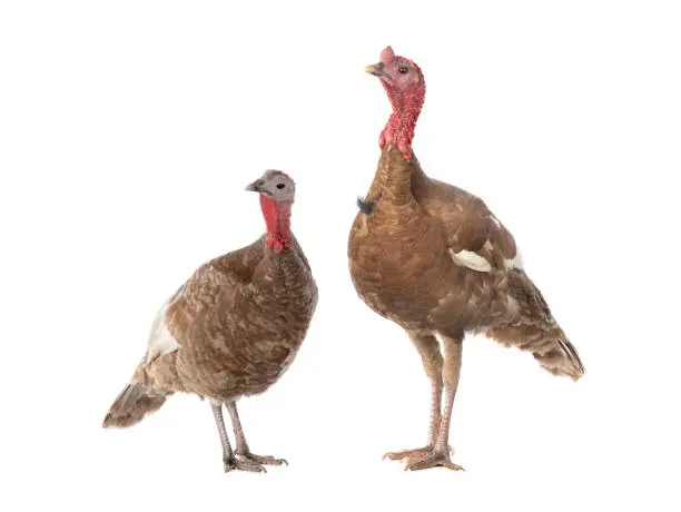 turkey male and female isolated on white background