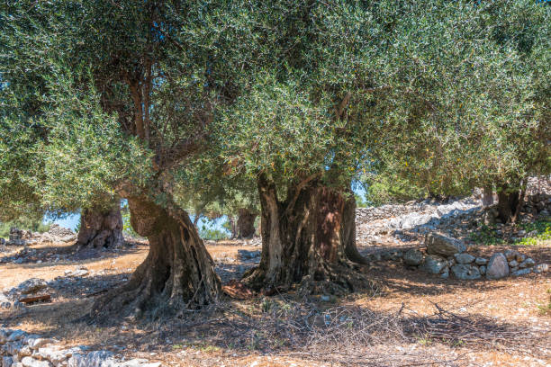 The olive, known by the botanical name Olea europaea, meaning European olive, is a species of small tree in the family Oleaceae, found traditionally in the Mediterranean Basin. The species is cultivated in all the countries of the Mediterranean, as well as South America, South Africa, China, Australia, New Zealand, Mexico, and the United States. Olea europaea is the type species for the genus Olea.