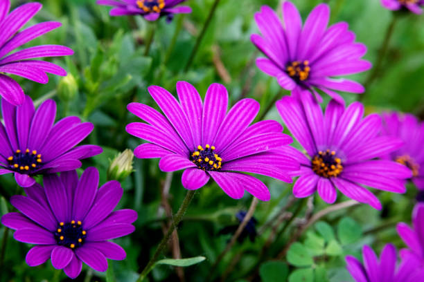 istock aster flowers in the garden 1408015572