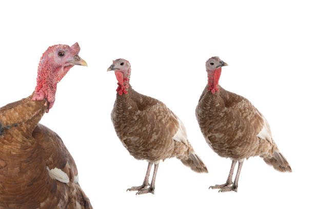istock brown turkey isolated on white background 1408015632