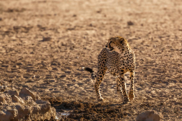 istock Cheetah in Kgalagadi transfrontier park, South Africa 1408015675