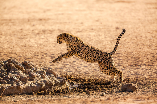 Cheetah jumping in waterhole in Kgalagadi transfrontier park, South Africa ; Specie Acinonyx jubatus family of Felidae