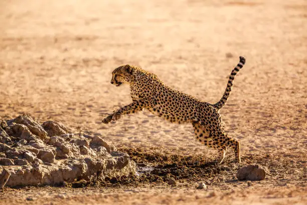 Photo of Cheetah in Kgalagadi transfrontier park, South Africa