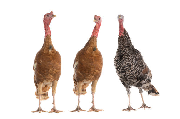 brown turkeys isolated on white background