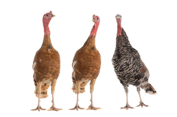 brown turkeys isolated on white background - livestock beautiful image beak imagens e fotografias de stock