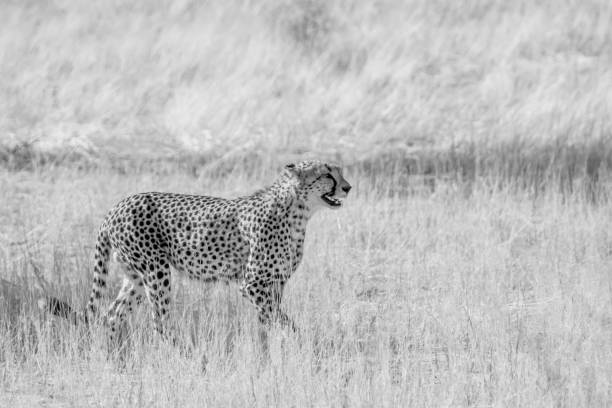 istock Cheetah in Kgalagadi transfrontier park, South Africa 1408015983