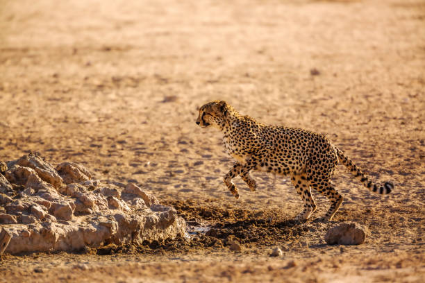 istock Cheetah in Kgalagadi transfrontier park, South Africa 1408016029