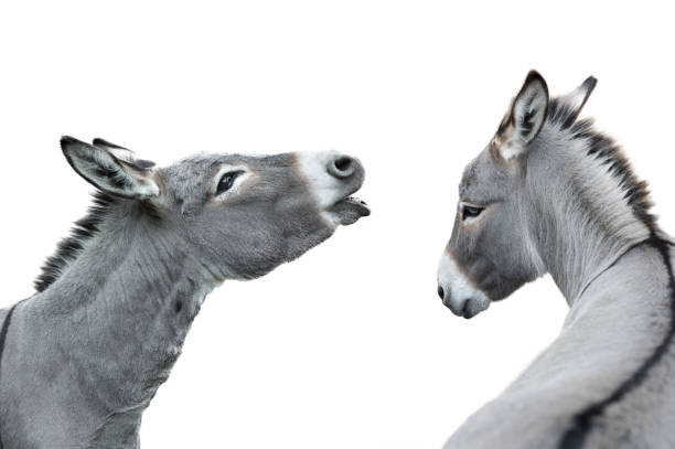 istock two donkey portrait isolated on white background 1408016056