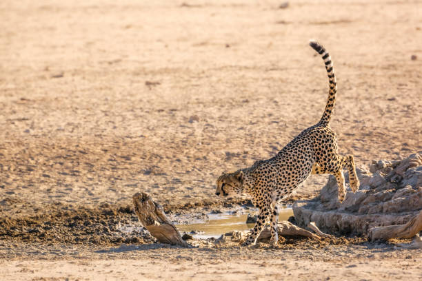 istock Cheetah in Kgalagadi transfrontier park, South Africa 1408016087