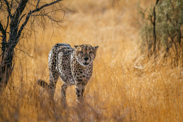 gepard in kgalagadi transfrontier park, südafrika - kalahari gemsbok national park stock-fotos und bilder