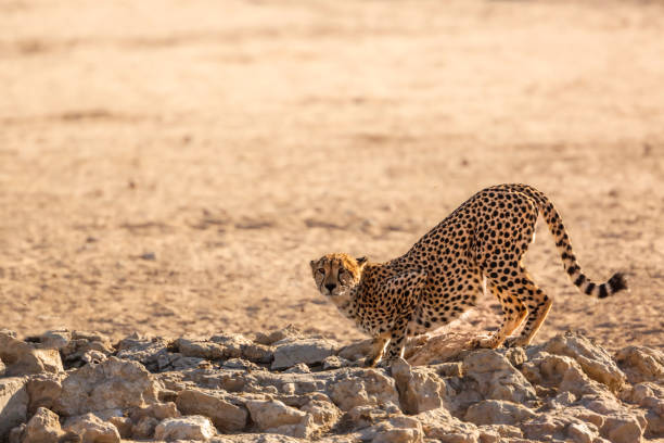 istock Cheetah in Kgalagadi transfrontier park, South Africa 1408016130