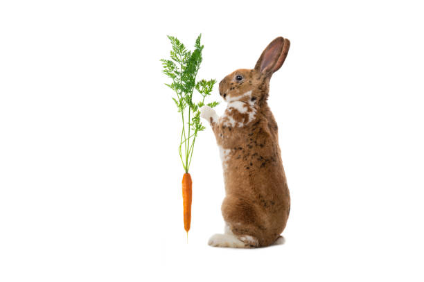 istock rabbit holding carrot isolated on white background 1408016131