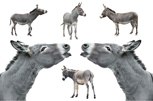 Más de 100 imágenes de burro | Descargar imágenes gratis en Unsplash Más de 100 imágenes de burro | Descargar imágenes gratis en Unsplash