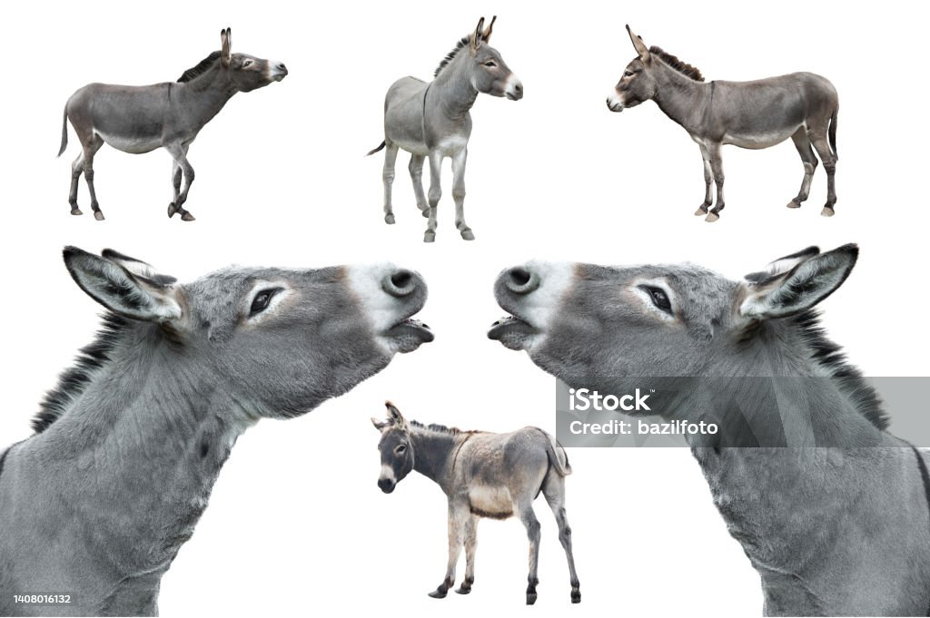 donkey isolated on white background collage donkey isolated on white background Donkey Stock Photo