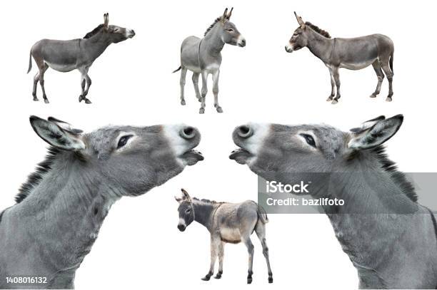 Donkey Isolated On White Background Stock Photo - Download Image Now - Donkey, White Background, Humor