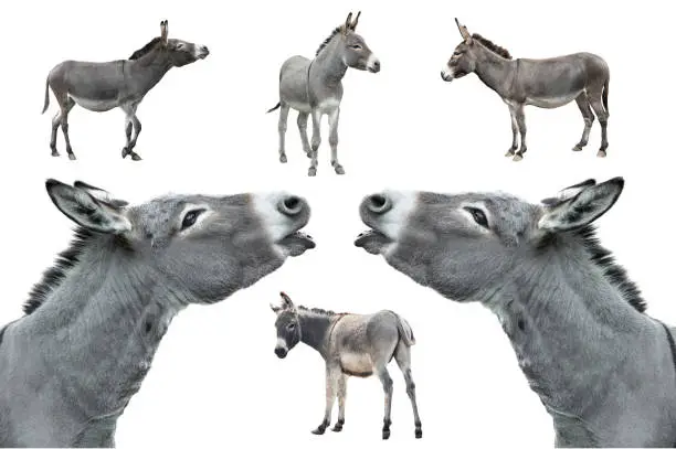 Photo of donkey isolated on white background