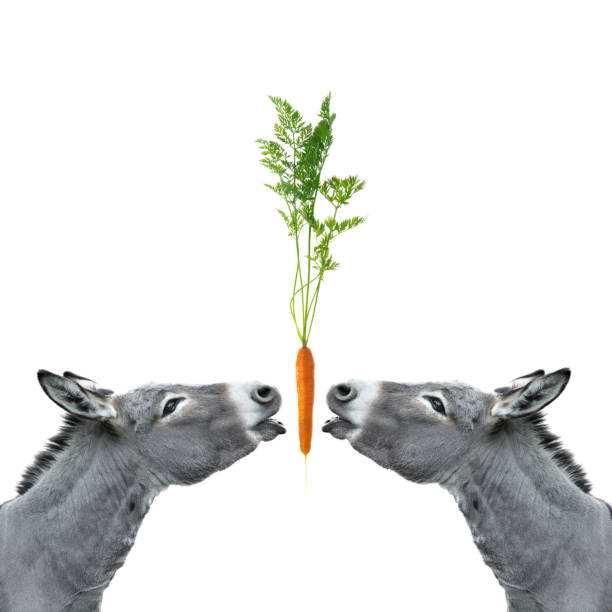 two donkeys reach for a carrot isolated