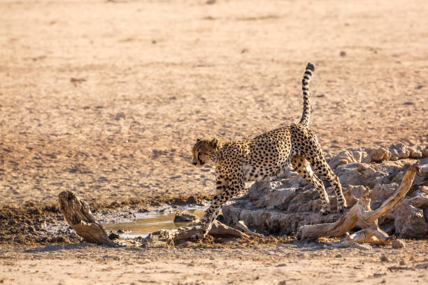 istock Cheetah in Kgalagadi transfrontier park, South Africa 1408016818