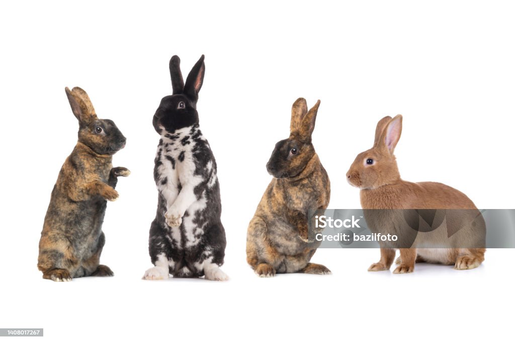 White Background I'll Rabbit Rabbits Isolated On A White Background Stock Photo - Download Image Now ...