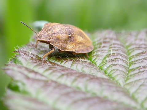 Neottiglossa pusilla is a species of bug in the Pentatomidae family.\nCharacteristics:\nThe bedbugs become 4.5 to 6.0 millimeters long. They are pale brown in color, with paler edges on the pronotum and abdomen. A fine pale longitudinal stripe runs centrally over the pronotum and the scutellum. The relatively short and wide head is rather flattened at the front. The third limb of the antennae is a good half as long as the second. The last two limbs are dark in color.\nLifestyle:\nThe animals are found on various grasses (Poaceae), such as panicle grasses (Poa), although it is not known whether there are certain food plants. The species is also said to suck on sedges (Carex), the sourgrass family (Cyperaceae). The adults of the new generation appear from August.\nDistribution and habitat:\nThe species is widespread in the Palearctic and occurs from North Africa across Europe (with the exception of the far north) across Central Asia to China. In Central Europe, the species occurs everywhere, but is only distributed in places and only locally common. It is rarer in the north than in the south. In the Alps they can be found up to over 1000 meters above sea level. Open to half shady grass habitats are populated. In Great Britain, the species occurs locally in the south and center of England on grasslands.\n\nThis Picture is made during a long weekend in the South of Belgium in June 2006.