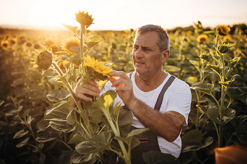 Senior farmer examining sunflower crops on the farm