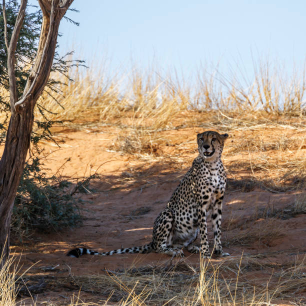 istock Cheetah in Kgalagadi transfrontier park, South Africa 1408018557