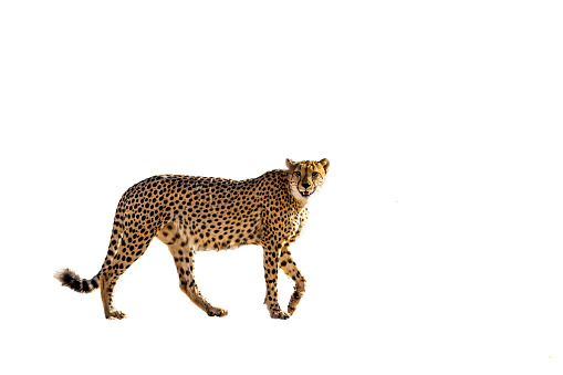 A wild Cheetah running across the savannah grassland of the Masai Mara, Kwenya