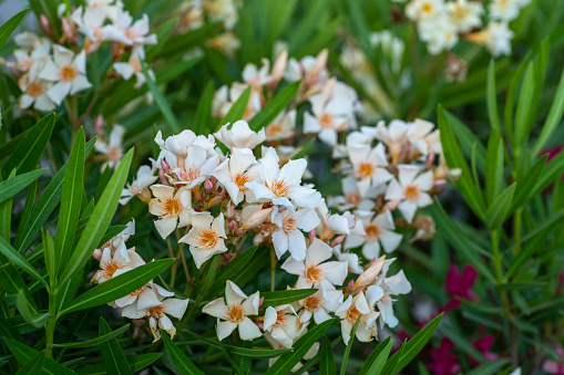 White flowers garden background