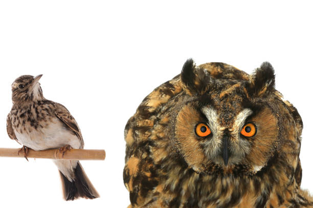 istock Owl and lark isolated on white background. 1408019023