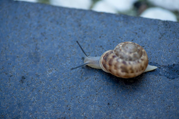 close up, snail,  picture from nature, unique moment, movement of snail