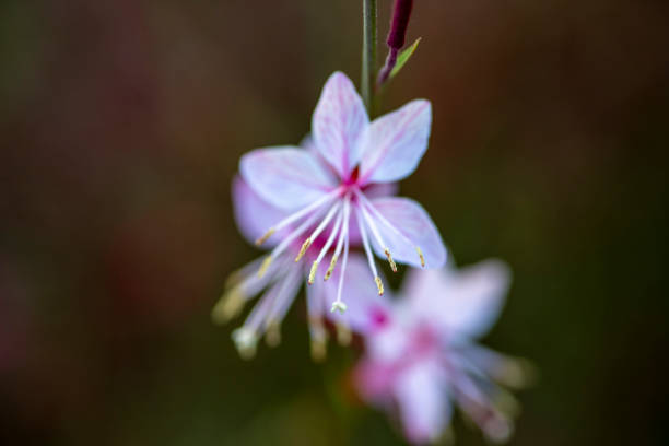 istock flower in nature, snail macro shots 1408019295
