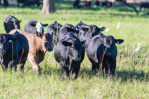istock Bulls in knee-high pasture 1408020195