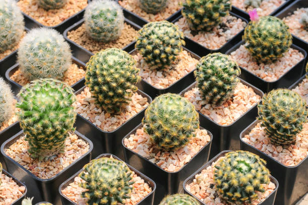 istock Cactus succulent plant in the greenhouse 1408020245