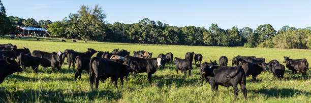 Angus and Angus crossbred bulls in a late summer pasture Web banner of a herd of Angus and Angus crossbred bulls in a green pasture in late summer. bull aberdeen angus cattle black cattle stock pictures, royalty-free photos & images