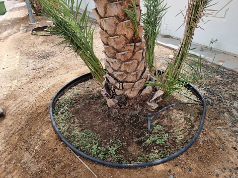 date palm, (Phoenix dactylifera), tree of the palm family (Arecaceae) cultivated for its sweet edible fruits. The date palm has been prized from remotest antiquity and may have originated in what is now Iraq.