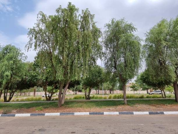 istock Trees near highway in Al Ain, Abu Dhabi, UAE. 1408021045