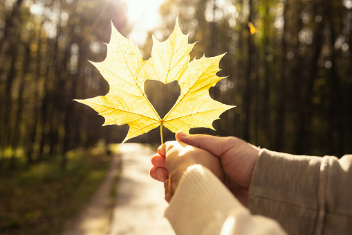 Lovers man and woman holding autumn maple leaf with a hole in the form of heart in their hands while walking in park at sunny day. Close up, cropped