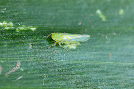 Tiny leafhopper on a corn leaf.