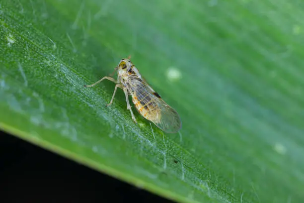 Photo of Tiny leafhopper - Laodelphax striatellus on a corn leaf.
