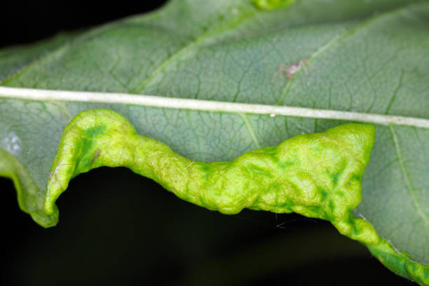 istock Ash leaf edge deformed by larvae Dasineura acrophila. 1408022170