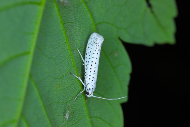 istock Bird cherry Ermine (Yponomeuta evonymella, Yponomeuta padi), on a leaf, Poland. 1408022175